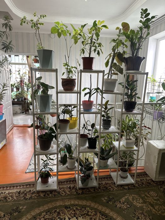 Үй гүлдері сатылады