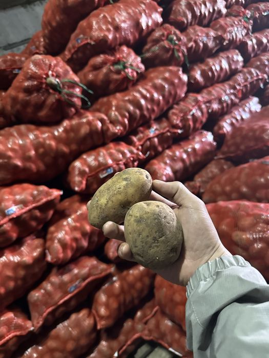 Продажа картофель 150-140 тенге оптом