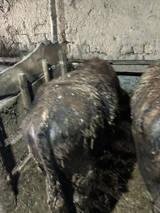 Продам бычков на доращивание