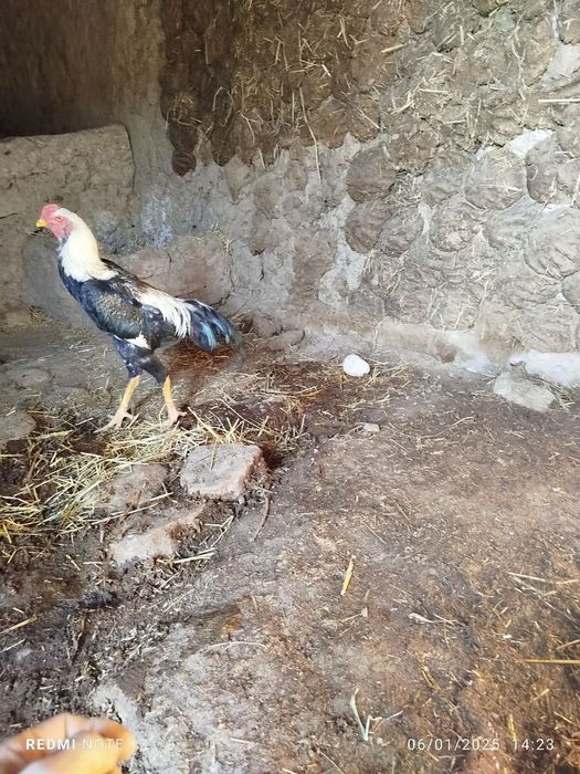 Sotiladi juja xuroz 7 oylik  manzil qashqadaryoda