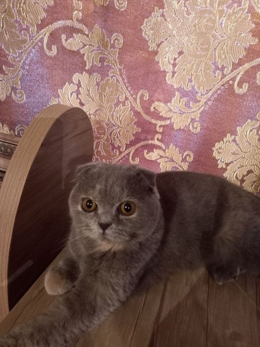 Скоттиш Фолд мушук сотилади!