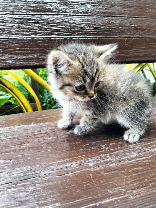 Отдам котят в добрые руки