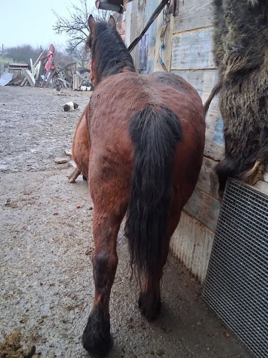 Vand iapa de 4 ani gestanta