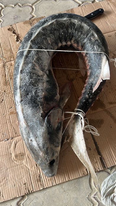 Продам осетра (дикий)