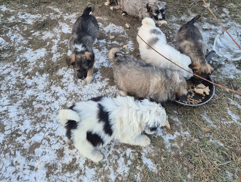 Donez căței metis ciobănesc