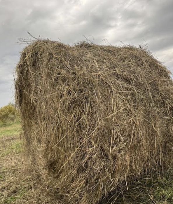 Продам сена рулон