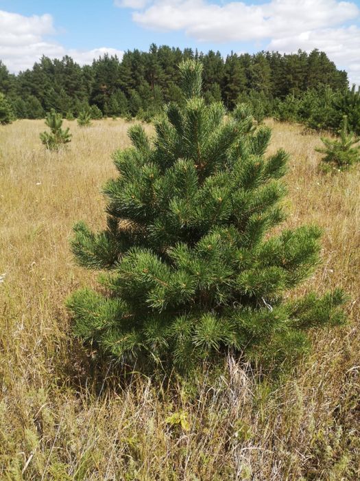 Ель сибирская, Березы