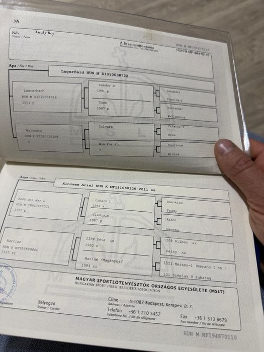 Cal de sport de vanzare!