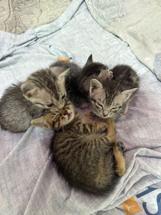 Котята в хорошие руки