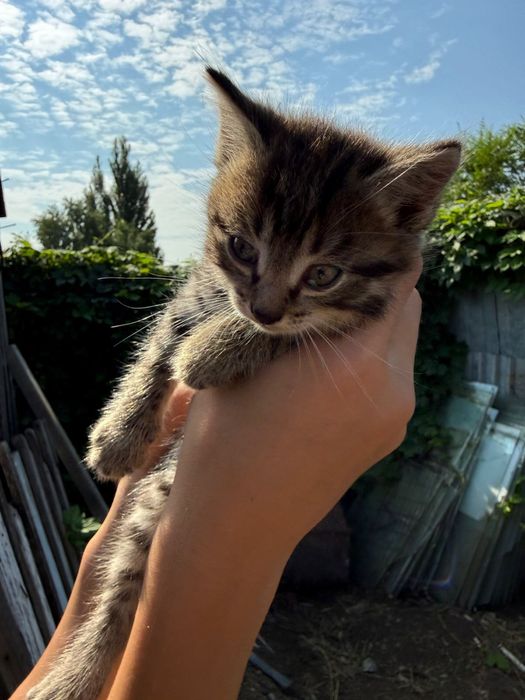 Отдам  котят в добрые руки