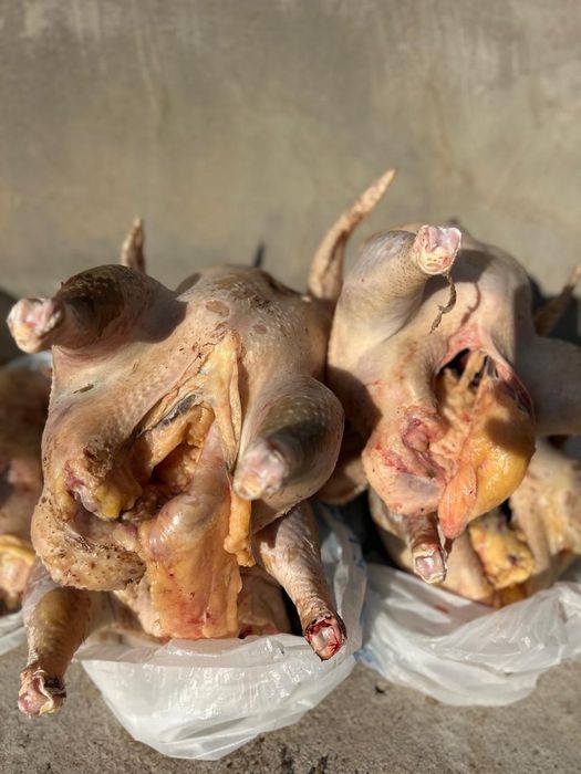 мясо индеек . индюк еті