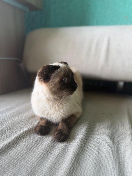 Отдам бесплатно кешечку