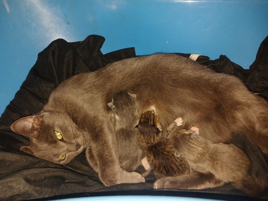 Дарю котят, бронь