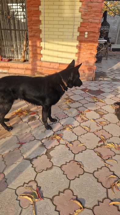 Щенки, немецкой овчарки