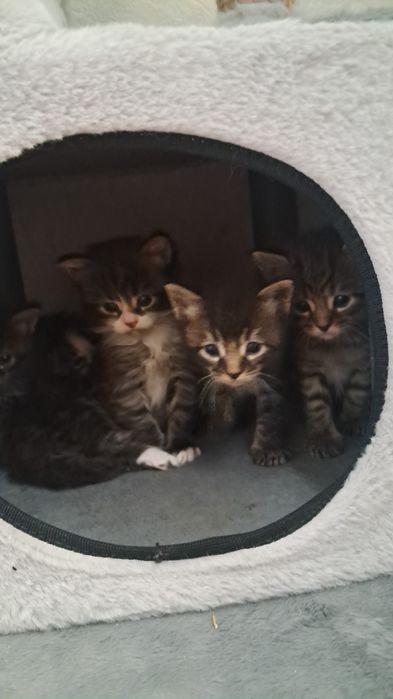 Продам срочно котят