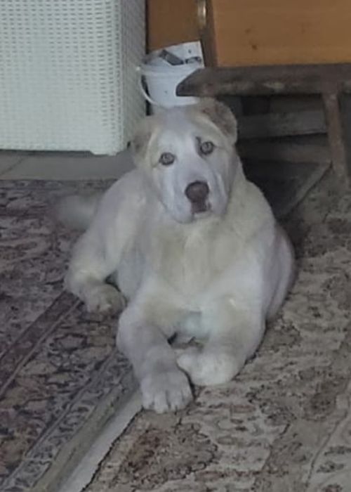 Продаю щенков Алабая(обмен)