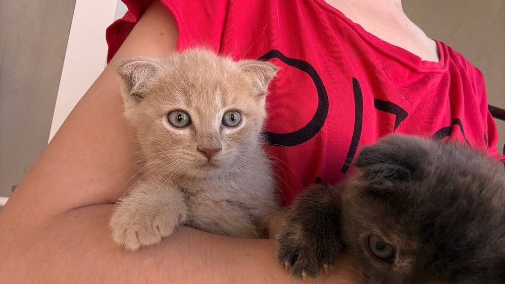 Породыстые котята
