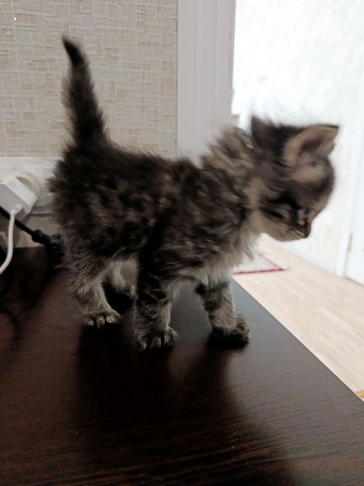 Мушук берилмокда