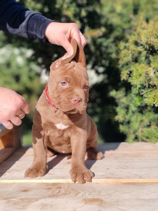Cane corso disponibile