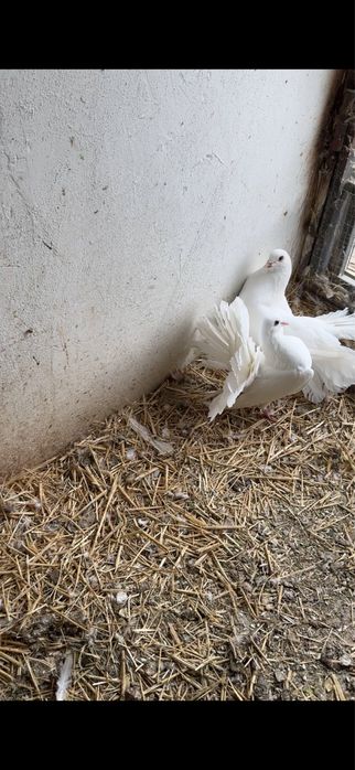 Голуби.  Белые павлины