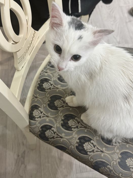 Найдена домашняя кошечка