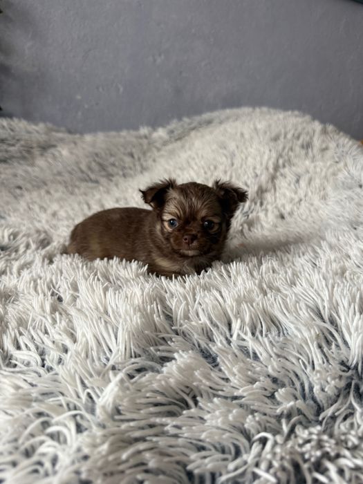 чихуа-хуа момченца