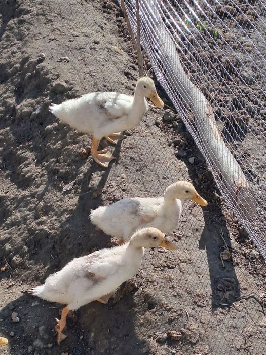 Urdaklar sotiladi  mmmm