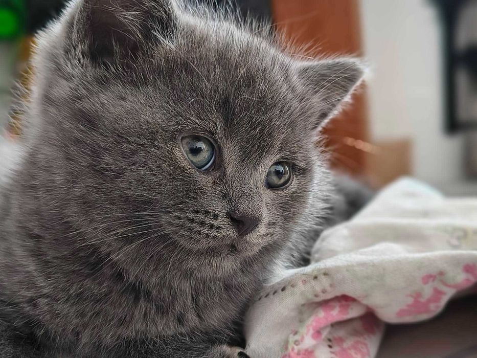 котета Британска късокосместа