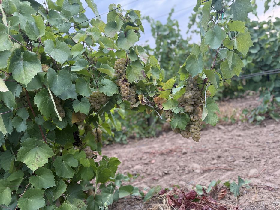 Vand struguri de vin 2026