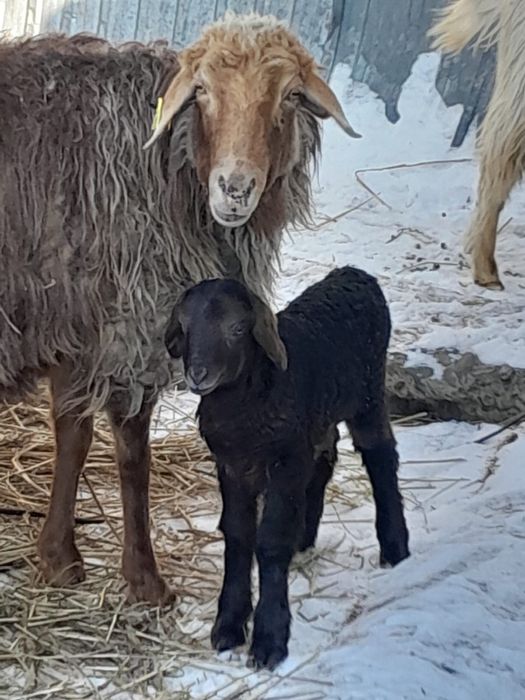 Сатылады козды қой