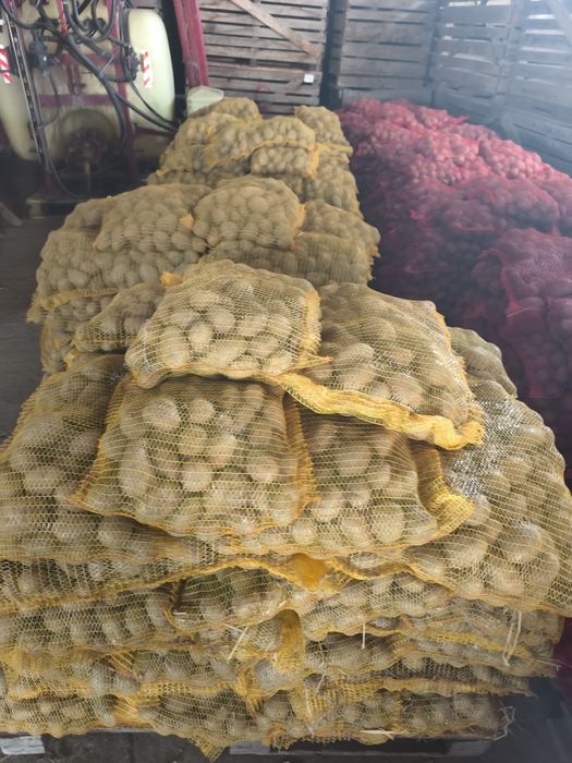 Cartofi samanta substas / pentru animale