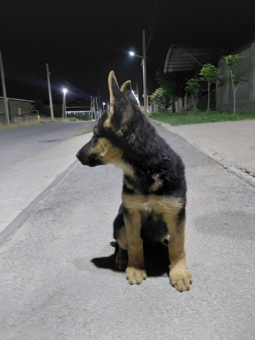 Авчарка 2 айлык 50000 тг