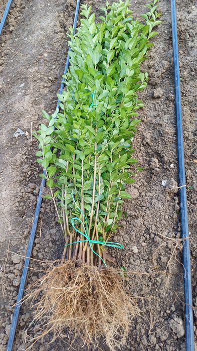 Лигуструм на гол корен за жив плет