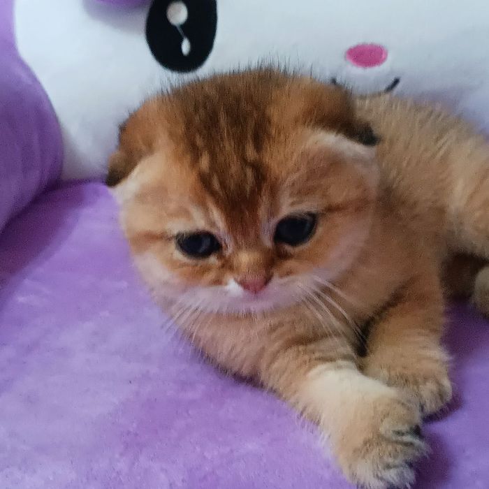 Продается золотая шиншила