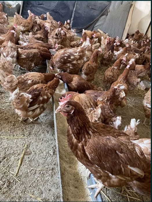 Vindem găinii roșii outoare