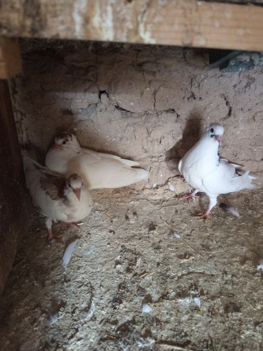 Жужалар сотилади