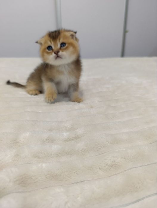 Zalatisti shinshilla sotuvda dastafka bor!!