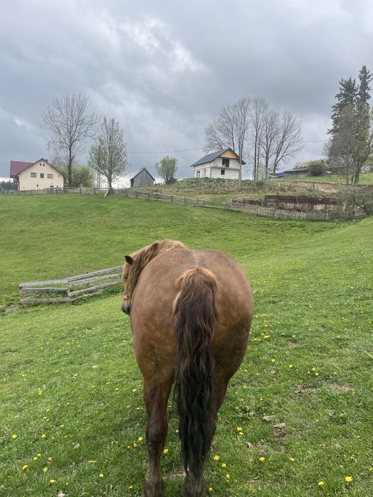 Vand iapa de șase  ani