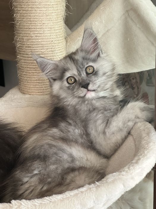 Maine Coon cu pedigree