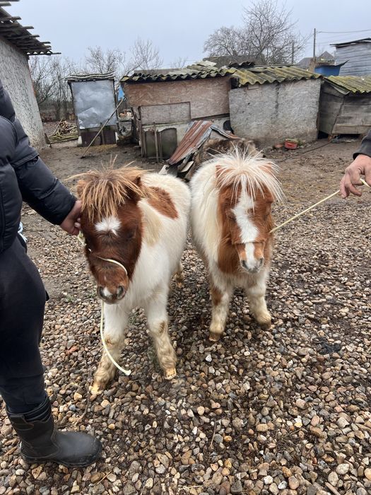 Ponei de vanzare adusi din olanda acte pedigri