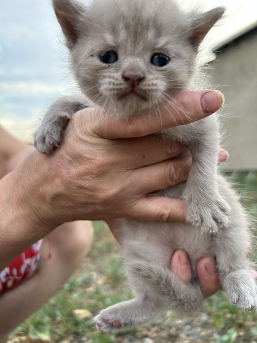 Британские котята