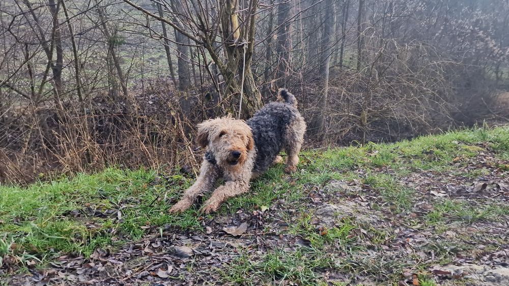 Femela Airedale Terrier