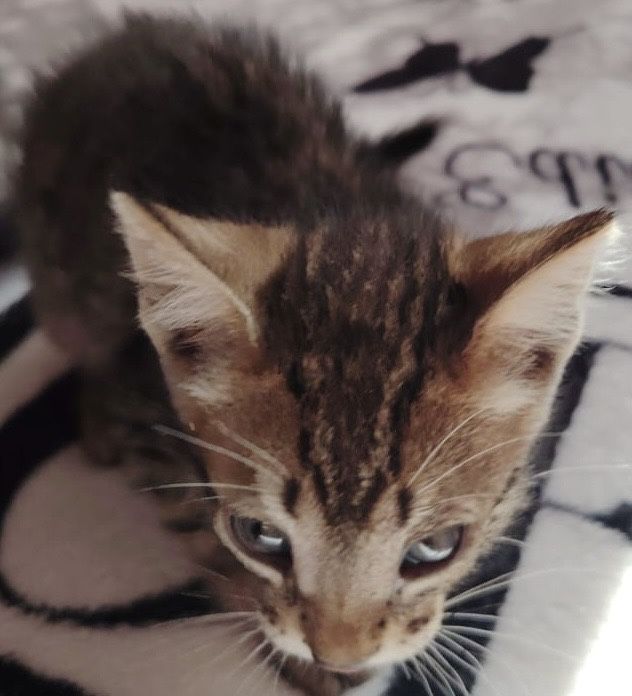 Отдам котят в добрые руки