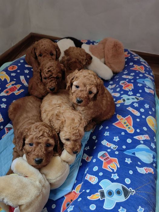 Прекрасни мини пуделчета