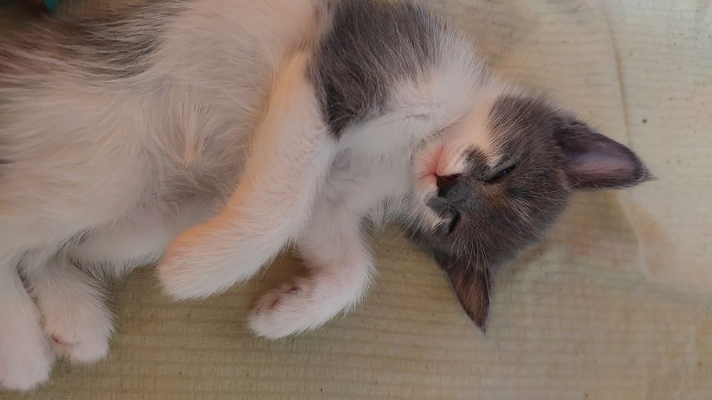 Очаровательнве домашние котята