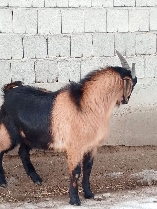 Пародалы теке сатылады