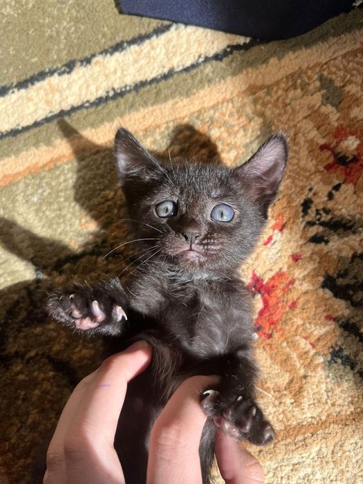 Отдам котят в добрые руки