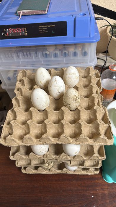 Гусиные яйца на инкубацию