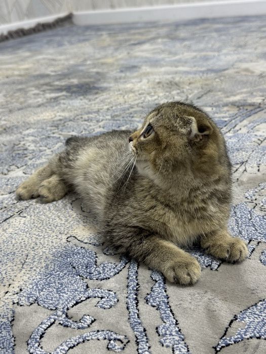 Котенок Скотиш Фолд Шиншилла