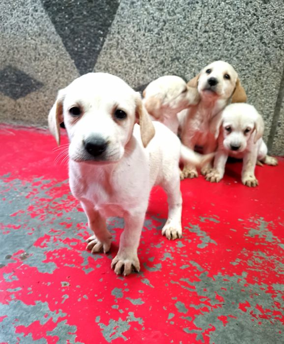 Лабрадор ретривър